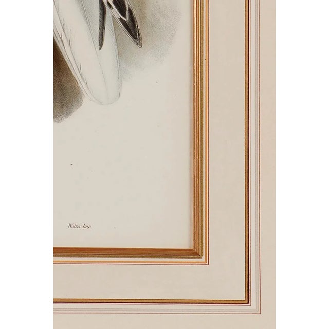 Greenland Falcon "Falco Candicans": A 19th C. Hand-Colored Lithograph by John Gould and Henry Constantine Richter, 1862-1873 For Sale In San Francisco - Image 6 of 6