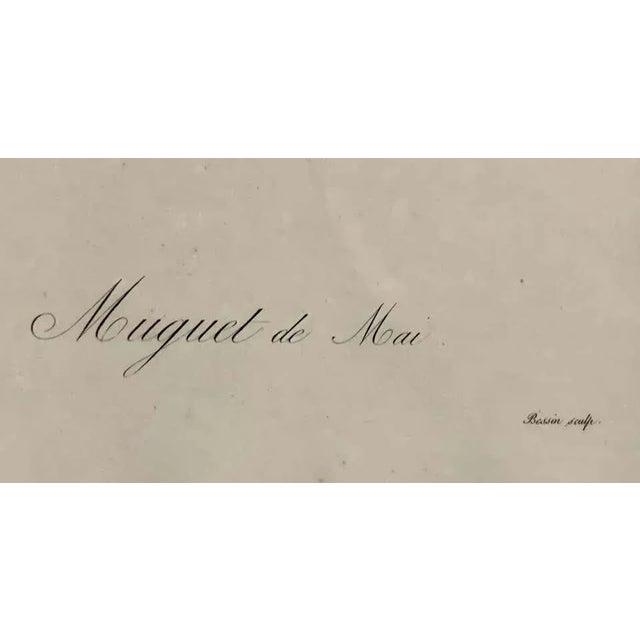 Convallaria Majalis Print Hand Colored Engraving Signed p.j. Redoute For Sale - Image 10 of 13