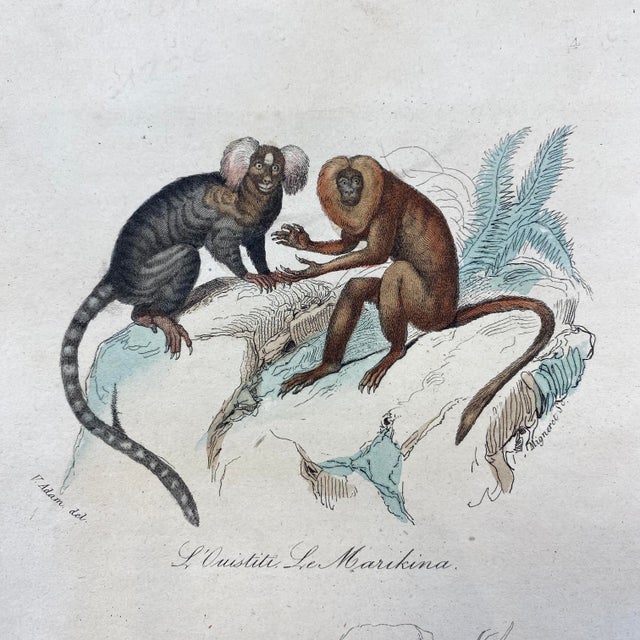 French French Antique 18th Century "L'Ouistite" Monkey Engraving Hand Colored Signed Artwork For Sale - Image 3 of 12