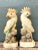 Mid-Century Modern Vintage Onyx and Alabaster Cockatoos - A Pair For Sale - Image 3 of 12