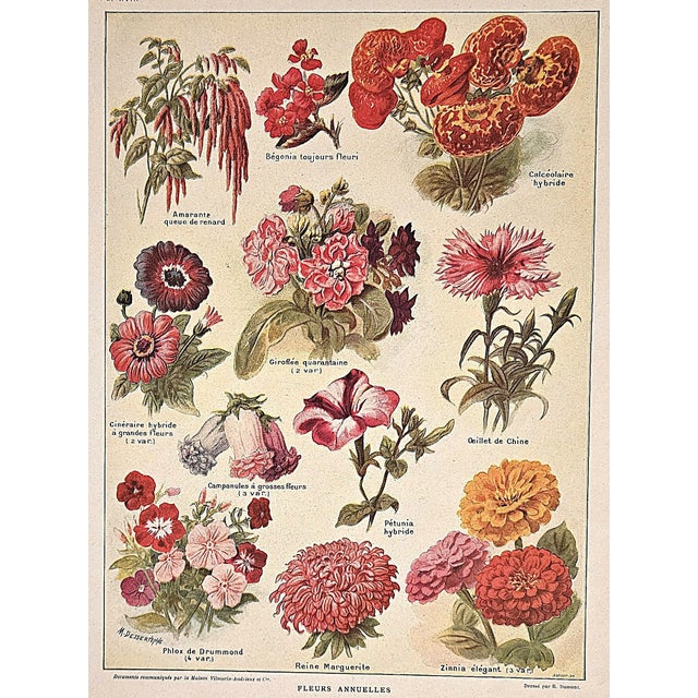 Paper 1921 Rare Set of 3 Antique French Illustrated Botanical Flowers in Red For Sale - Image 7 of 7
