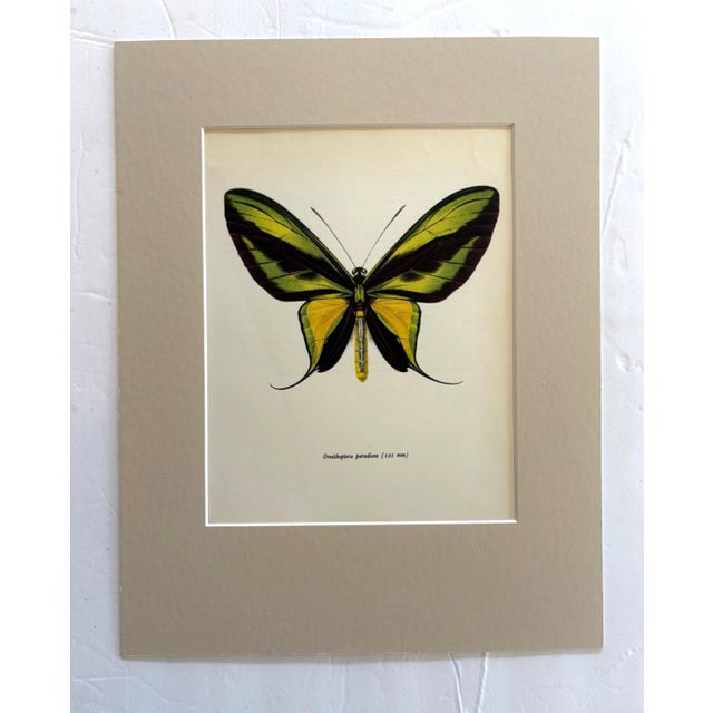 Realism Vintage 1965 Butterfly Print in 11x14 Mat: Ornithoptera Paradisea (Staudinger) For Sale - Image 3 of 3