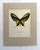 Realism Vintage 1965 Butterfly Print in 11x14 Mat: Ornithoptera Paradisea (Staudinger) For Sale - Image 3 of 3