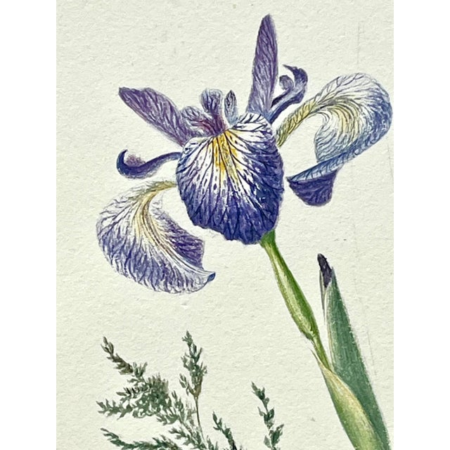 Antique Original Floral Watercolor Botanical Painting Titled "Beautiful Lilly" in Calligraphy 19th /Century For Sale In New York - Image 6 of 6