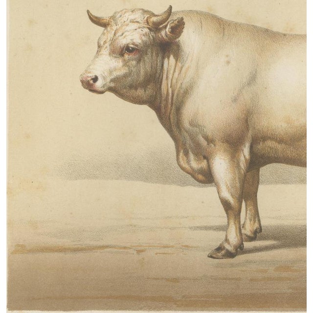 19th Century Borie, Charolais Bull, French Cattle Breed, 1863, Chromolithograph For Sale - Image 5 of 9