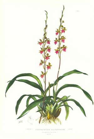 Large 1973 Orchid Flower Lithograph "Rhynchostele Bictoniensis (The Bicton Rhynchostele)" After James Bateman