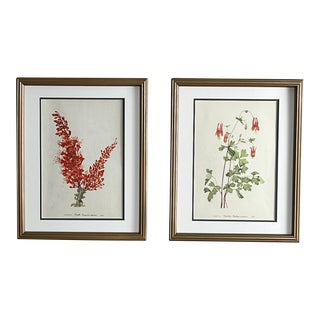 Framed Original Vintage Botanical Prints Set of 2 - 1953 For Sale