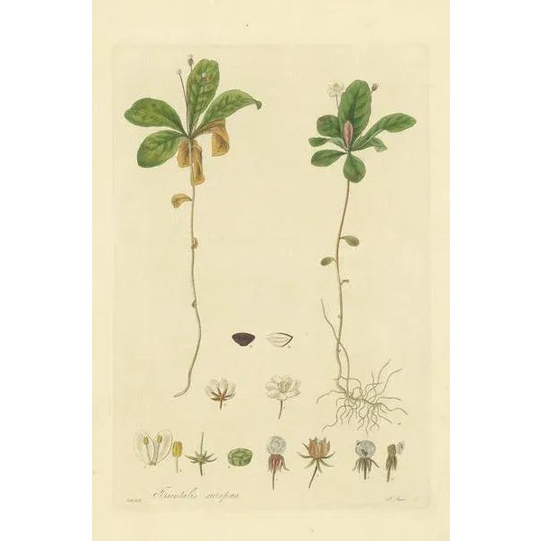 Antique botany print titled 'Trientalis Europaea'. Hand colored engraving of trientalis europaea, also known as chickweed-...