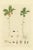 Antique botany print titled 'Trientalis Europaea'. Hand colored engraving of trientalis europaea, also known as chickweed-...