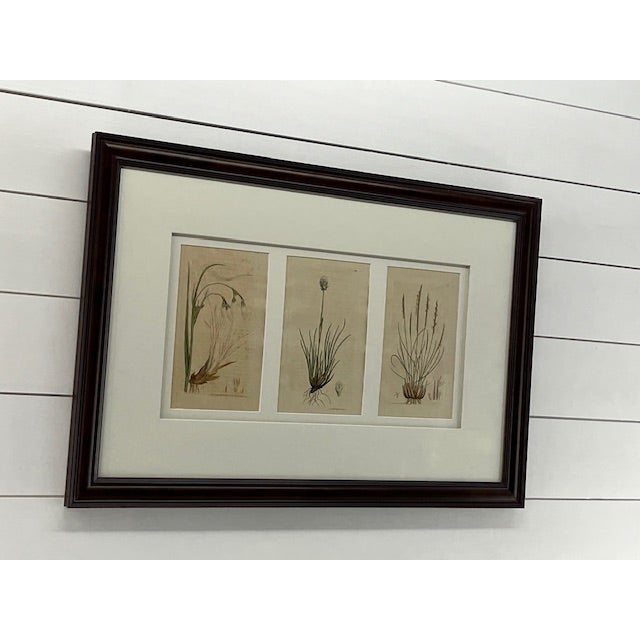 3 Antique botanical prints framed (From a flower book)