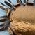 Large Copper Sunburst Theatre Wall Light in the style of Stilnovo, Italy, 1950s For Sale - Image 11 of 18