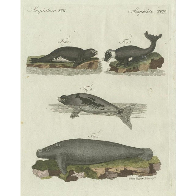 Bertuch, Seals, Sea Lion and Manatee, 1790, Engraving For Sale - Image 3 of 9