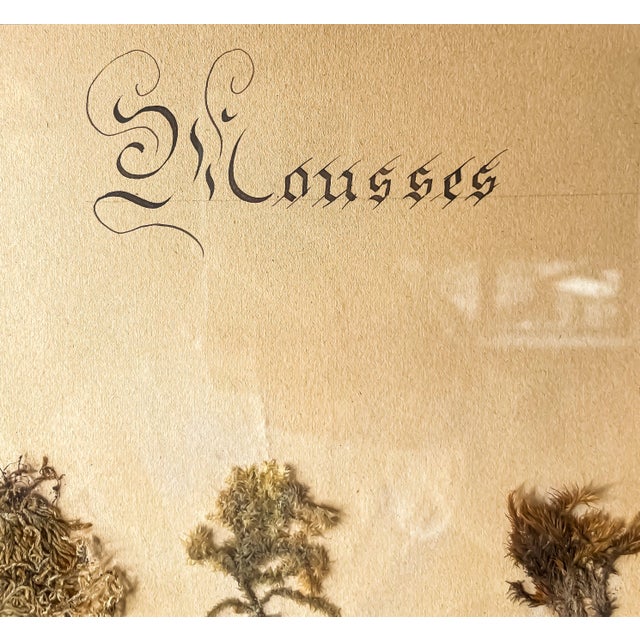 Early 20th century French herbarium specimen labeled “Mousses” mosses, featuring multiple preserved botanical samples...