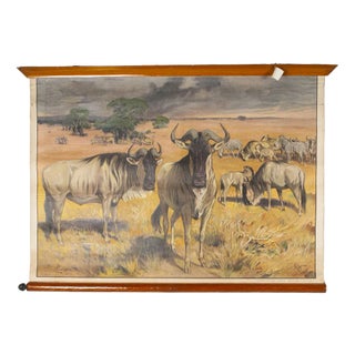 Canvas Print of Mouflon After Antonio Vallardi For Sale