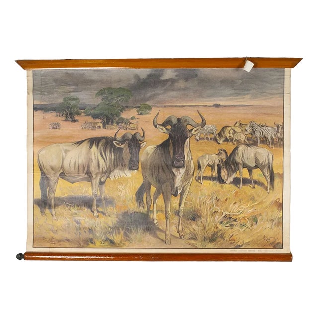 Canvas Print of Mouflon After Antonio Vallardi For Sale