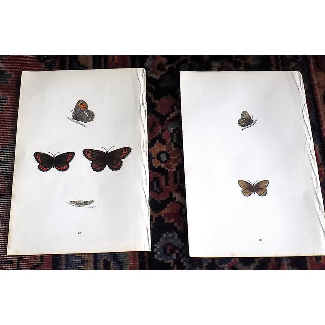 Realism Antique 19th Century Hand Colored Butterfly Lithographs - Set of 12 For Sale - Image 3 of 12