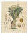 Antique Sago Palm Botanical Print, 1831 For Sale