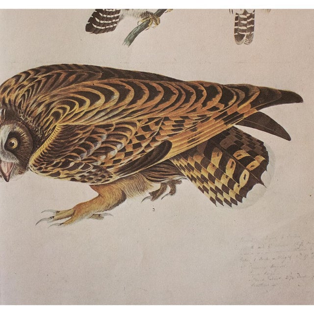 1966 XL Cottage Print of Owls After John J. Audubon For Sale In Dallas - Image 6 of 9