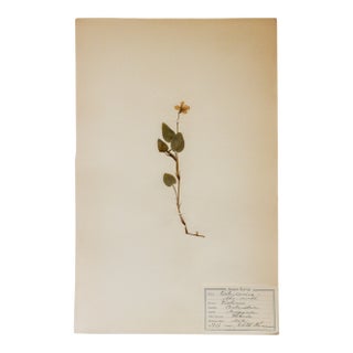 Antique Swedish Herbarium - Viola, Circa 1907 For Sale
