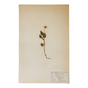 Antique Swedish Herbarium - Viola, Circa 1907