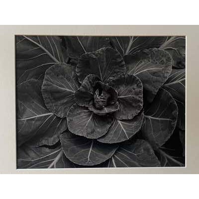 Late 20th Century Michael Johnson Botanicals Photography Portfolio 1979 - Set of 8 For Sale - Image 4 of 12