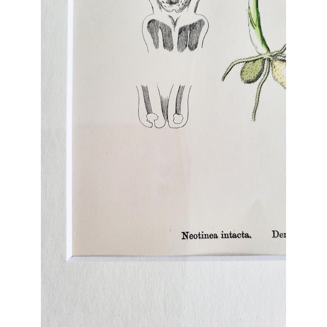 Orchids, 19th Century, Hand Coloured Print Montage For Sale - Image 10 of 13