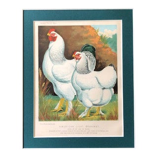 Late 19th Century Antique Cassell’s Poultry Book - American Light Brahmas Chromolithograph For Sale