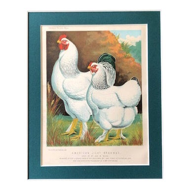 Late 19th Century Antique Cassell’s Poultry Book - American Light Brahmas Chromolithograph For Sale