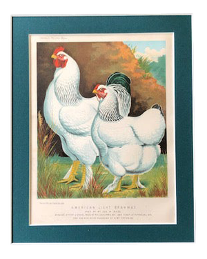 Late 19th Century Antique Cassell’s Poultry Book - American Light Brahmas Chromolithograph