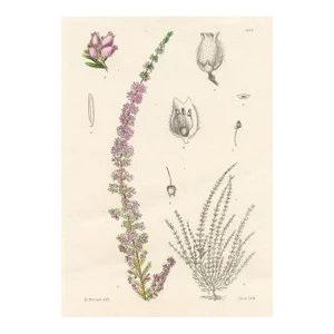 1920s, Small-Flowered Heather Print, Plants of South Africa, Original Antique Botanical Print, Lithograph, South Africa