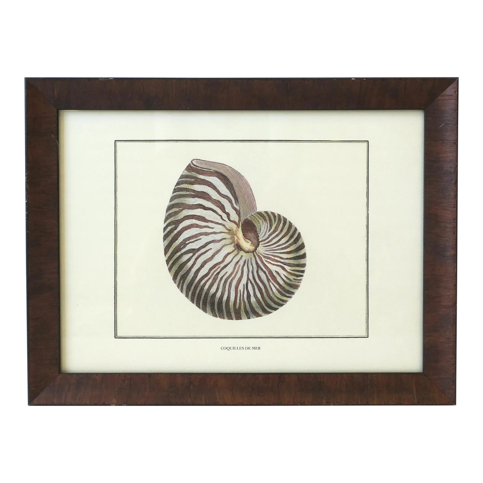 Italian Nautilus Seashell Print Artwork Wall Art | Chairish