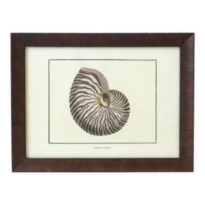 Italian Nautilus Seashell Print Artwork Wall Art