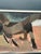 1950s Calle Johansson, Two Horses, 1959, Oil Painting on Panel, Framed For Sale - Image 5 of 15
