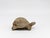 Gray Vintage Reconstituted Stone Tortoise or Turtle Garden Ornament, England 1970s For Sale - Image 8 of 8
