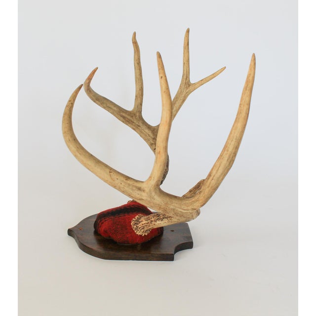 Vintage 8-Point Whitetail Deer Curved Antlers Taxidermy Mount For Sale - Image 4 of 11