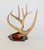Vintage 8-Point Whitetail Deer Curved Antlers Taxidermy Mount For Sale - Image 4 of 11
