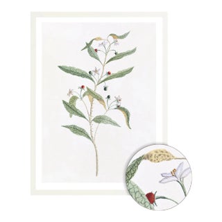 Celerie Kemble Curated Australian Botanical VIII (36x48) in White Frame For Sale