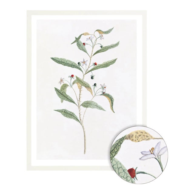 Celerie Kemble Curated Australian Botanical VIII (36x48) in White Frame For Sale