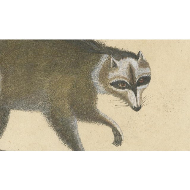 Brodtmann, Raccoon, Honey Badger & Wolverine, Lithograph, 1816 For Sale - Image 9 of 10