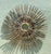 Metal Vintage MCM Wrought Iron Sunburst For Sale - Image 7 of 12