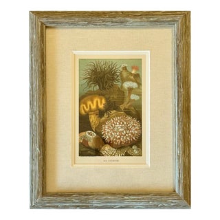 Sea Anemone Marine Animals, Framed Antique Original Print 1885 For Sale