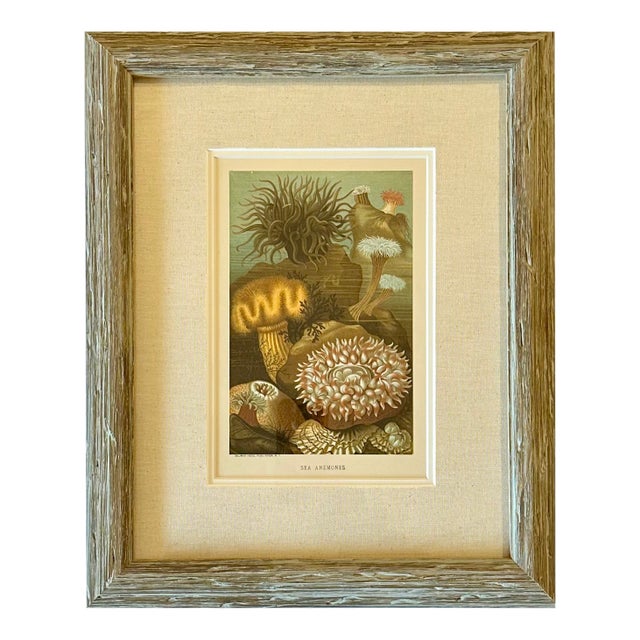 Sea Anemone Marine Animals, Framed Antique Original Print 1885 For Sale