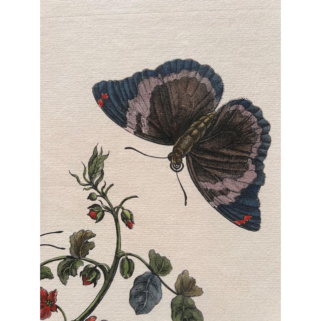 Pair of Italian Hand-Colored Botanical Engravings With Butterflies, Florence Italy For Sale - Image 14 of 18