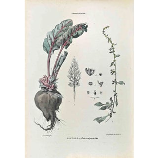 Vincenzo Tenore, The Chenopodiaceae, Lithograph, 1870s For Sale