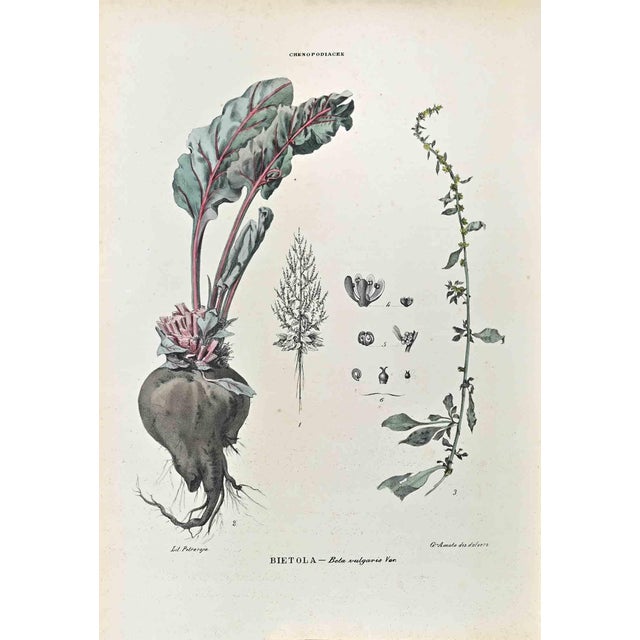 Vincenzo Tenore, The Chenopodiaceae, Lithograph, 1870s For Sale