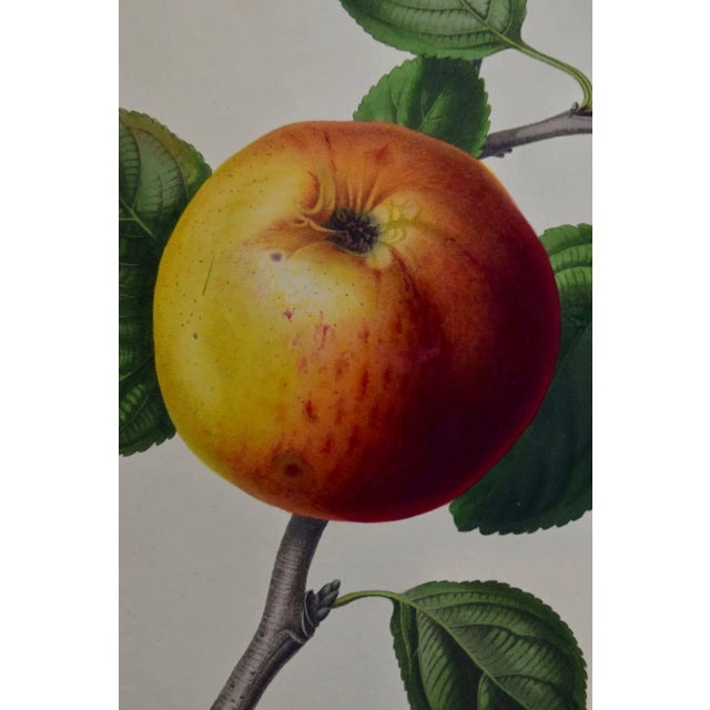 Realism Brabant Apple: A 19th Century Hand-Colored Engraving by Augusta Innes Withers, 1812 For Sale - Image 3 of 4