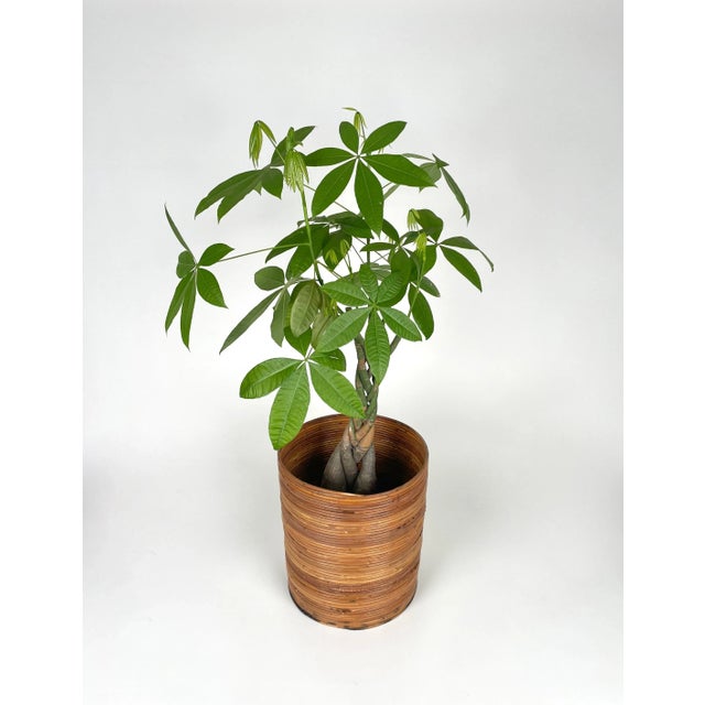 Wood Italian Rattan and Bamboo Round Basket Plant Holder Vase, 1960s For Sale - Image 7 of 14