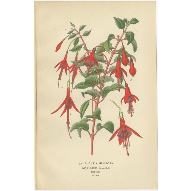 Trio of Antique Botanical Prints: Fuchsia Globosa, Fuchsia Fulgens & Gaura Lindheimeri This captivating set of three...