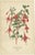 Trio of Antique Botanical Prints: Fuchsia Globosa, Fuchsia Fulgens & Gaura Lindheimeri This captivating set of three...