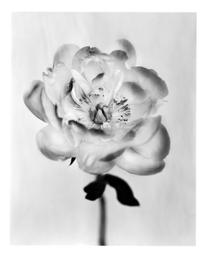 Ugne Pouwell, Peony No.17, 2026, Analogue Floral Photography, Limited Edition of 10